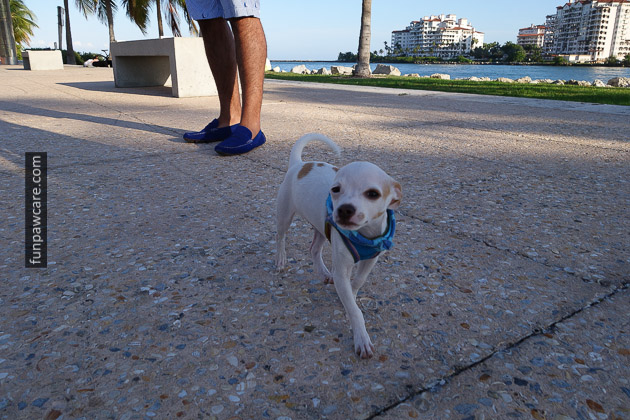Dog Training Miami (23)