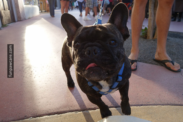 Photo Of French Bulldog At Puppy Training, Miami Photo Of French Bulldog At Puppy Training, Miami - Fun Paw Care