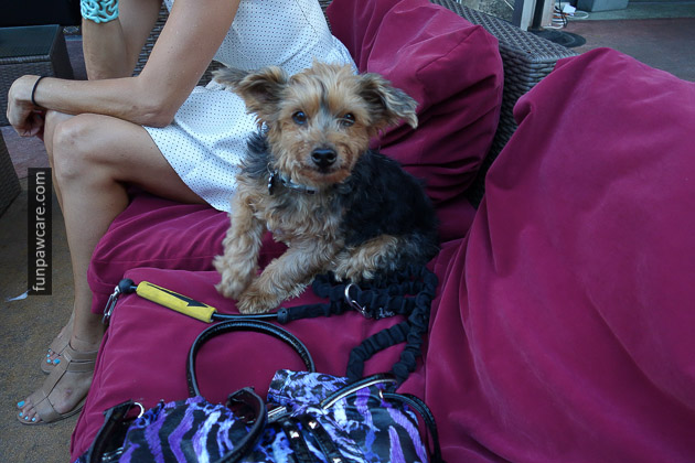 Dog Training Miami (18)