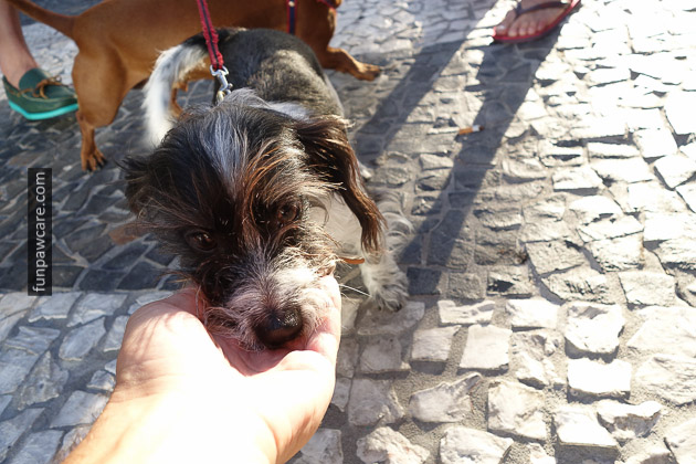 Dog Training Miami (14)