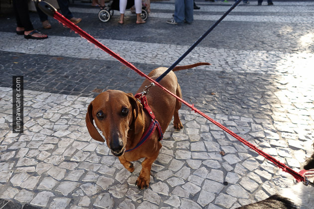 Photo Of Dachshund At Dog Training Classses, Miami Photo Of Dachshund At Dog Training Classses, Miami - Fun Paw Care