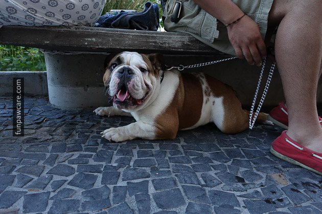 Photo Of English Bulldog At Miami Dog Training Photo Of English Bulldog At Miami Dog Training - Fun Paw Care