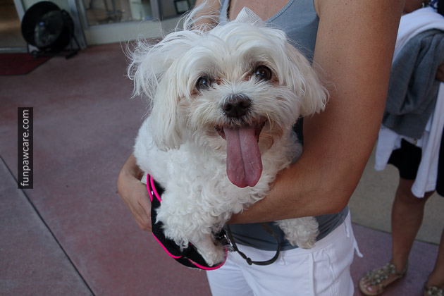 Dog Training Miami (7)