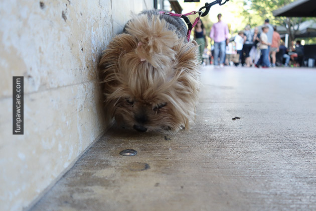 Photo Of Little Dog At Puppy Training, Miami Photo Of Little Dog At Puppy Training, Miami - Fun Paw Care