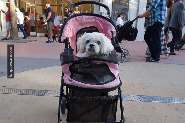 Dog Training Miami (5)