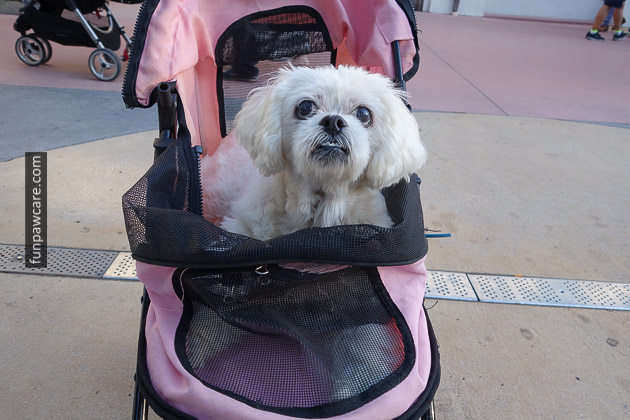 Dog In Stroller At Dog Training Classes, Miami Photo Dog In Stroller At Dog Training Classes, Miami Photo - Fun Paw Care