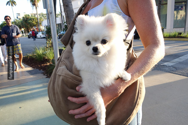 Photo Of White Pomeranian At Puppy Training, Miami Photo Of White Pomeranian At Puppy Training, Miami - Fun Paw Care