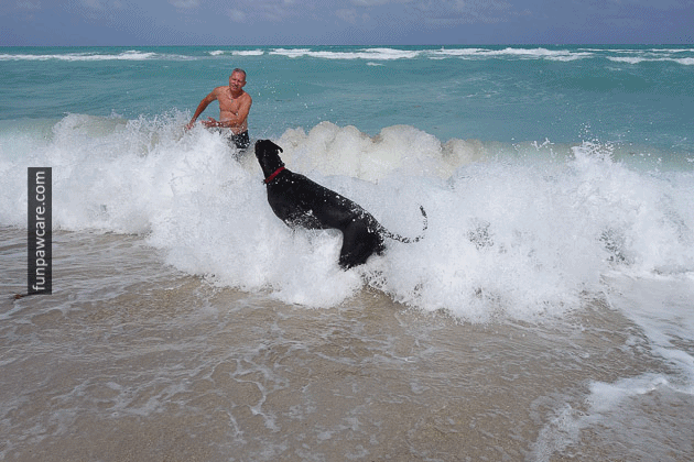 Dog Beach Miami, Dog Trainer Miami