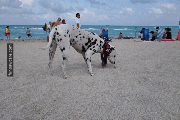 Dog Beach Miami
