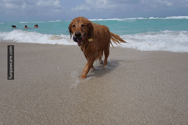 Dog Beach Miami, Dog Trainer Miami, Dog Parks Miami