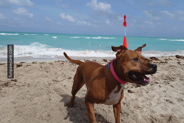 Dog Beach Miami, Dog Trainer Miami, Dog Parks Miami