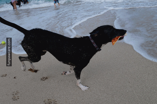 Dog Beach Miami, Dog Trainer Miami