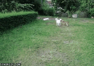 Some dogs can't jump