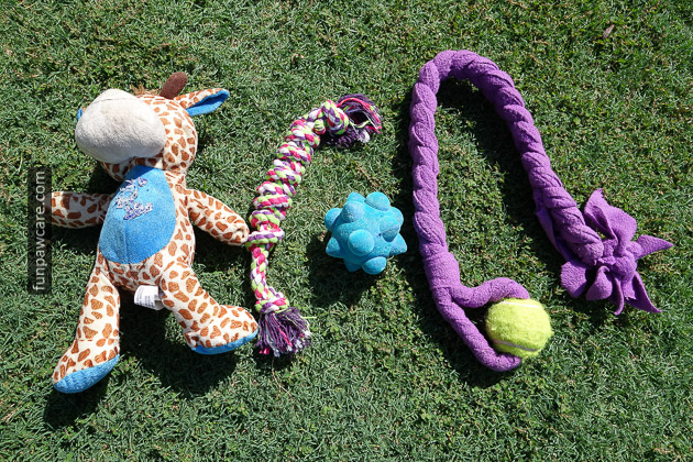 dog Training Miami Toys Plush Dog Toys and Tug Toys