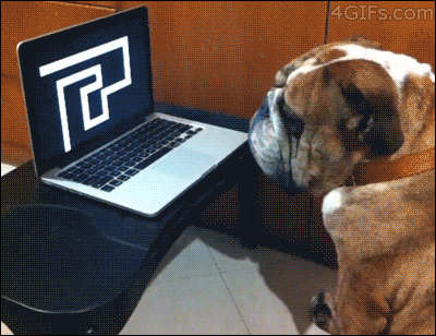 Not scared Dog Training Miami