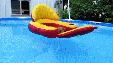 Life is goooooood Dogs in pool
