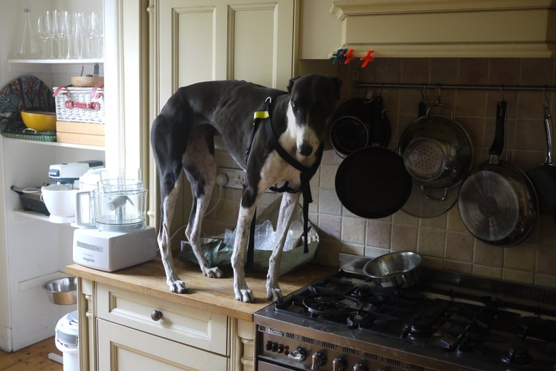 P1120395 Counter Surfing dog