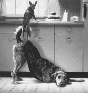 dog-teamwork dog-teamwork in kitchen