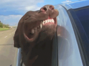 wind in your face wind in dogs face