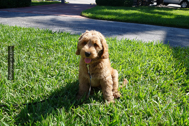 Golden Puppy on grass lawn