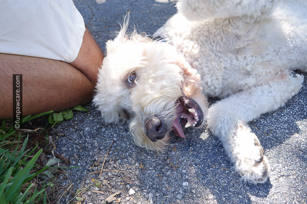 Foster dog Miami Dade Animal Services