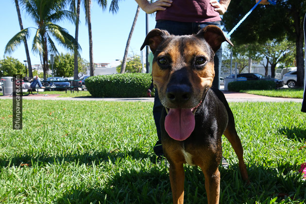 homeless dog foster dogs of Miami