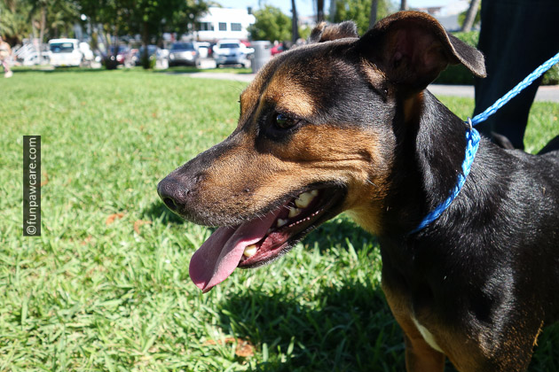 homeless dog foster dog