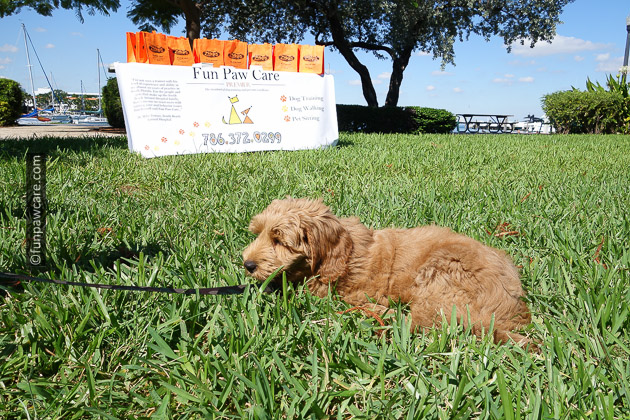 Golden Puppy on lawn overlooking fun paw care booth in miami beach