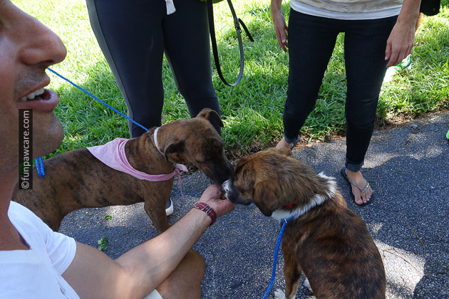 s Russell Hartstein helping homeless dogs