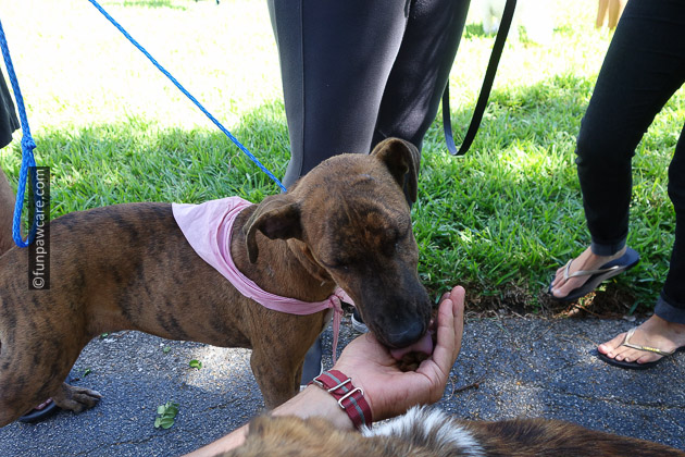Homeless dog eating zukes treats