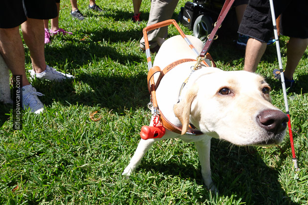 Service dog smelling for food