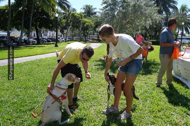 Blind man and his guide dog service dog and a homeless dog