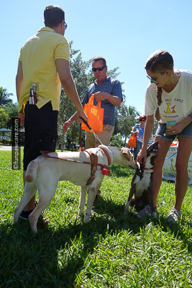 Homeless dog meets service dog
