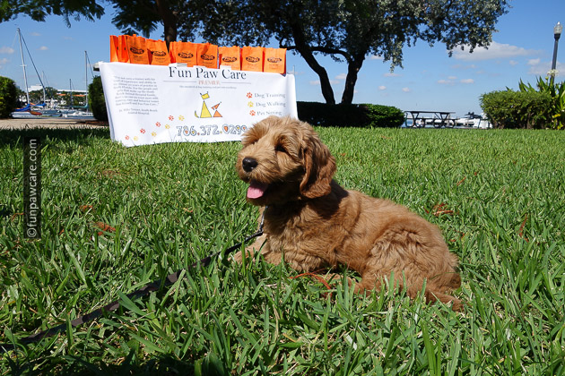 3 month old golden doodle puppy on grass in miami
