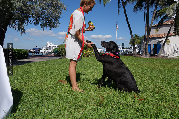 black lab with mom in miami giving his paw