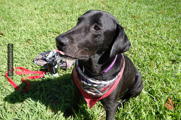 black Labrador in miami beach on grass lawn