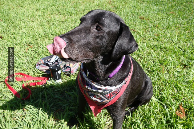 Black Lab touching tongue to nose