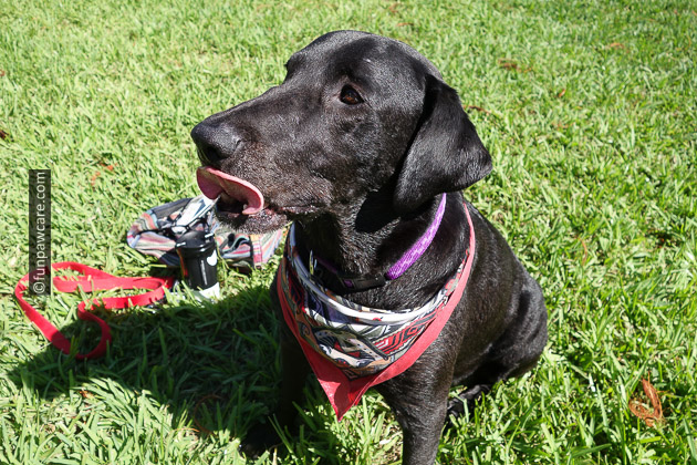Fun Paw Care, Steve Guttenberg & Service Dog Training Miami with black lab