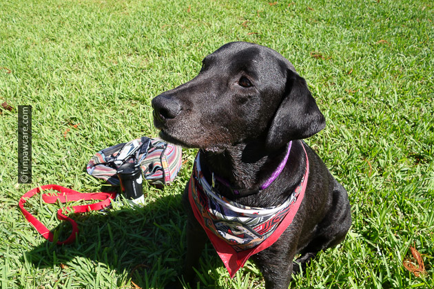 Black lab on lawn with bandanna on