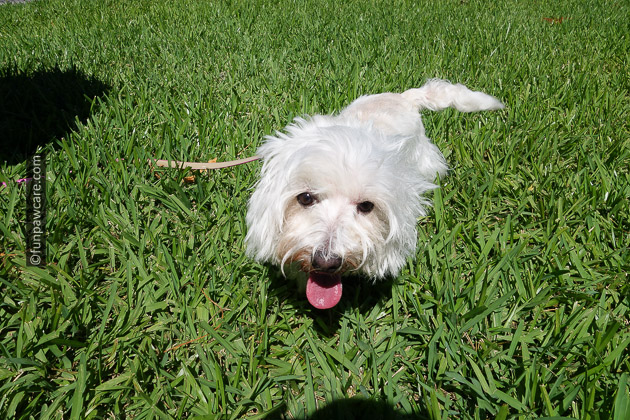 white dog at fun paw care event in miami
