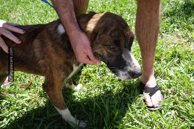homeless dog in miami