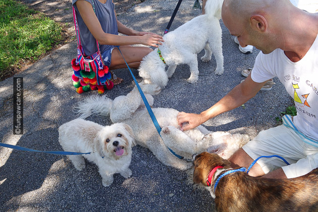 Russell Hartstein surrounded by dogs