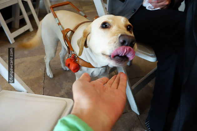 Saphi, Davids gorgeous guide dog service dog Saphi, Davids gorgeous guide dog service dog