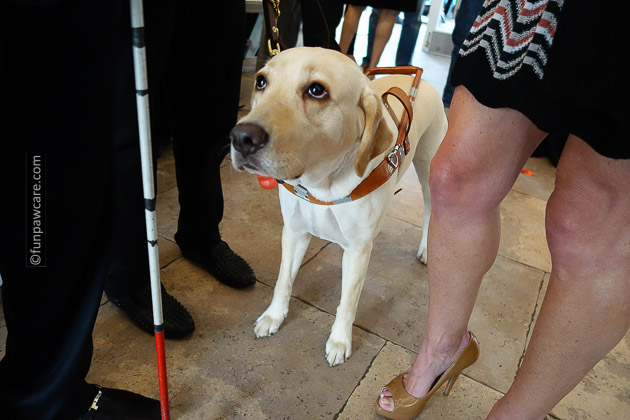 Saphi the service dog checking out the crowd Saphi the service dog checking out the crowd