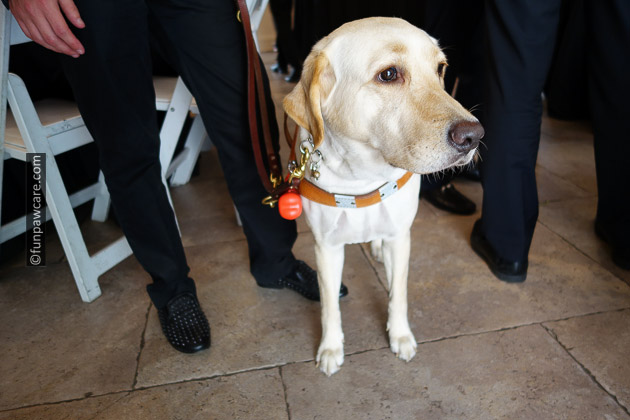 Service dog miami guide dog Service dog miami guide dog