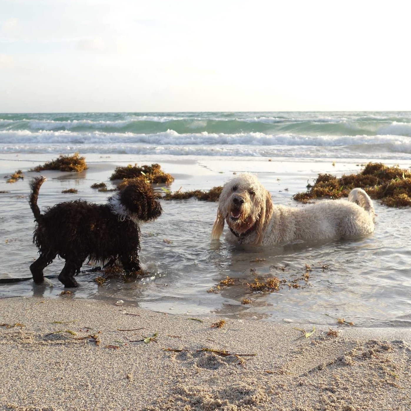 Best Dog Training, Dog Behaviorist Los Angeles Dog Boarding Los