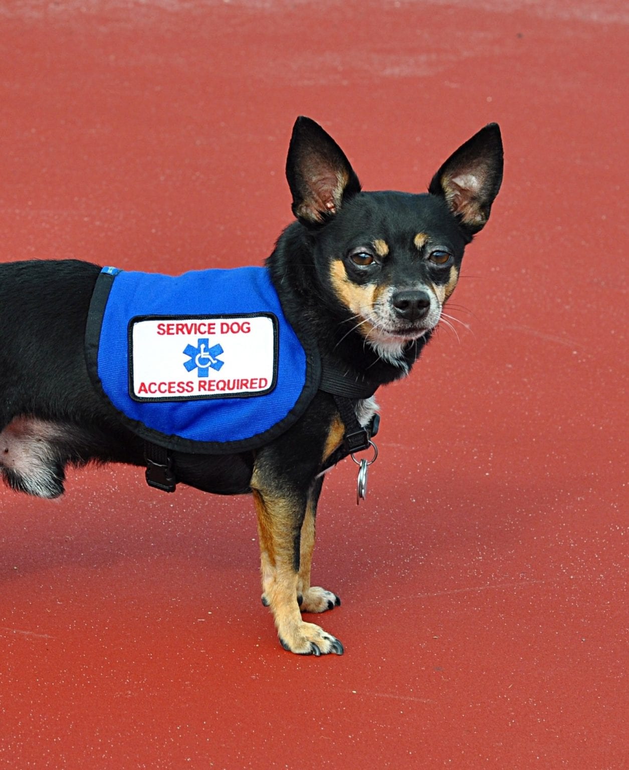 Best Dog Training, Dog Behaviorist Los Angeles Dog Boarding Los