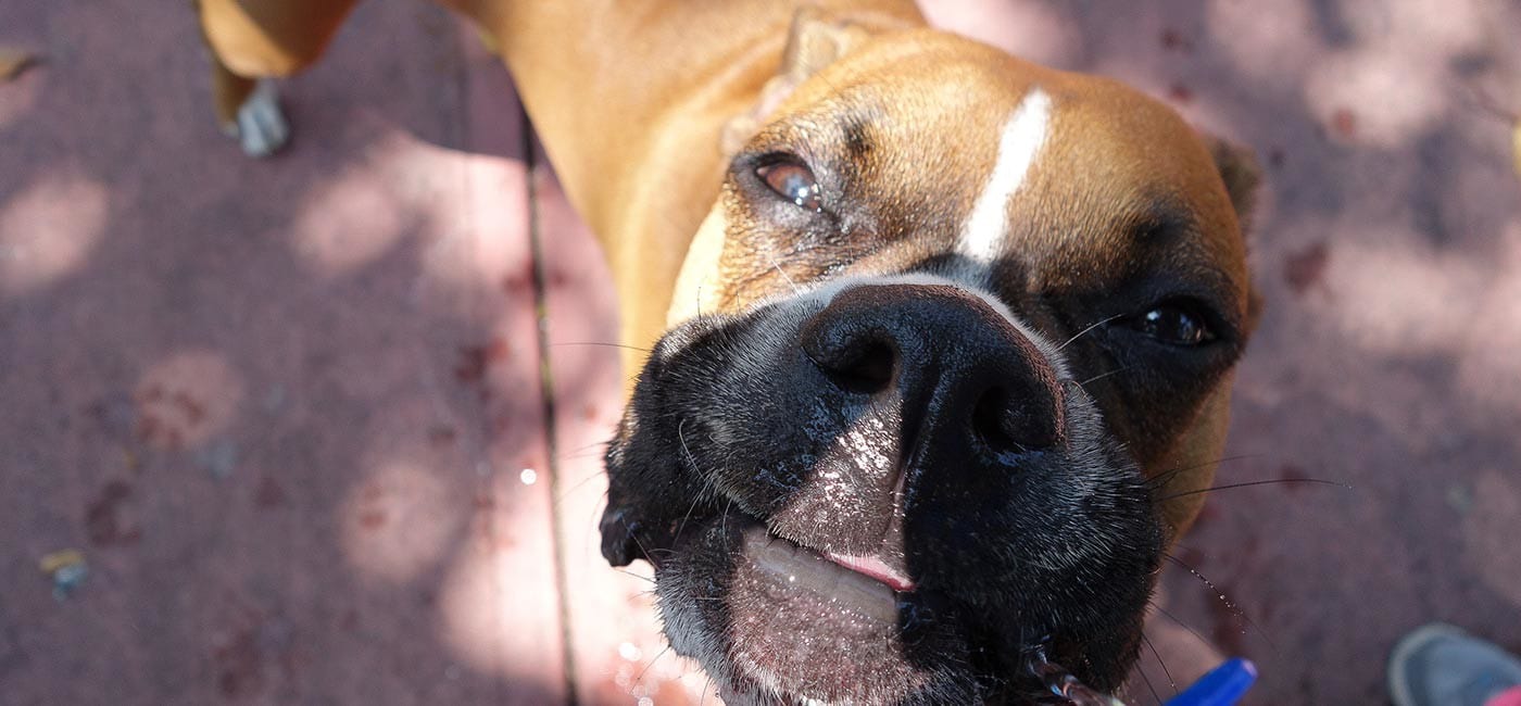 Dog Daycare South Florida | Dog Boarding West Palm | Dog Training ... our Miami and South Florida dog training, puppy training, dog boarding ...