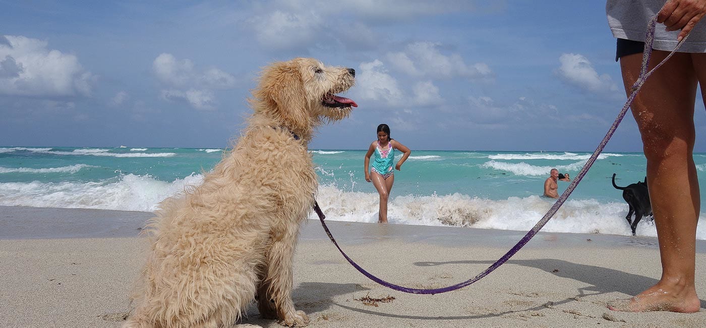 Best Dog Training Los Angeles CA & Miami Expert Dog Trainer