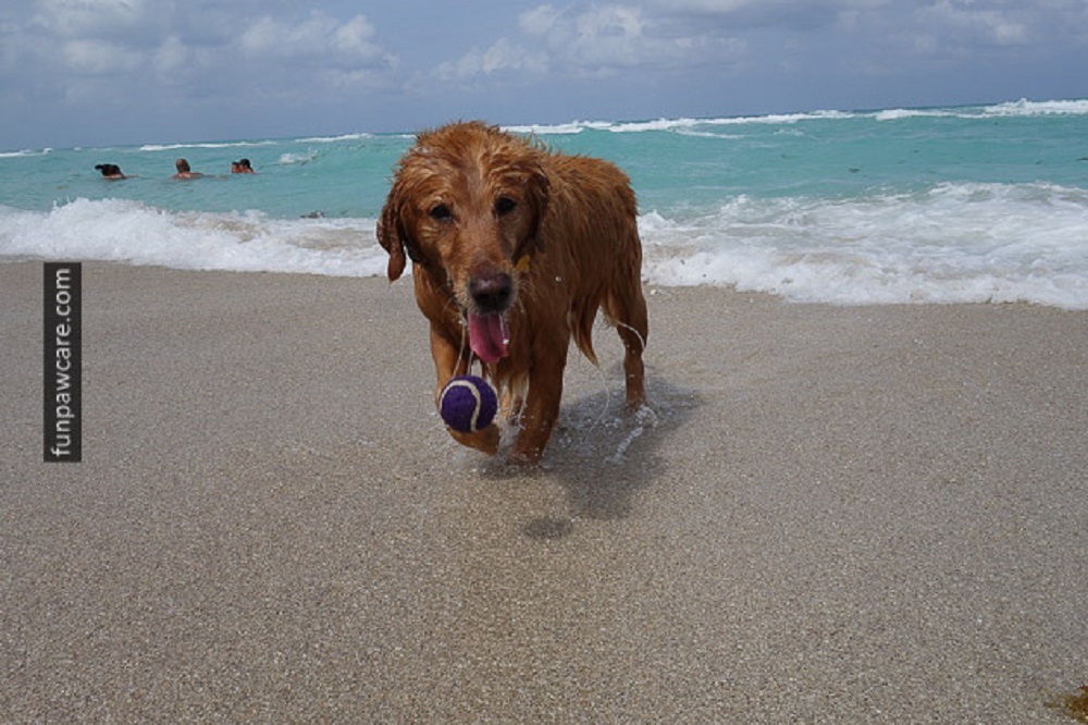 Dog beach Miami Fun Paw Care